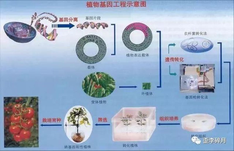 生物技术转化